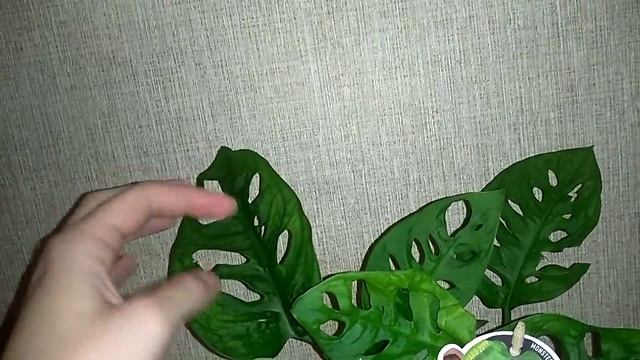 Новый житель в кухню или гостиную. Монстера маска обезьяны смотреть онлайн