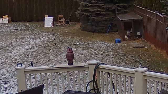 Fox attack on Chickens смотреть онлайн