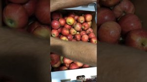 Яблоко сорт Гала