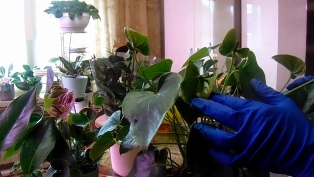 Антуриумы - обзор. Шоколадная новинка. смотреть онлайн