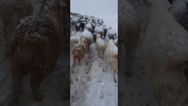 спартанские условия 8.02.23. смотреть онлайн