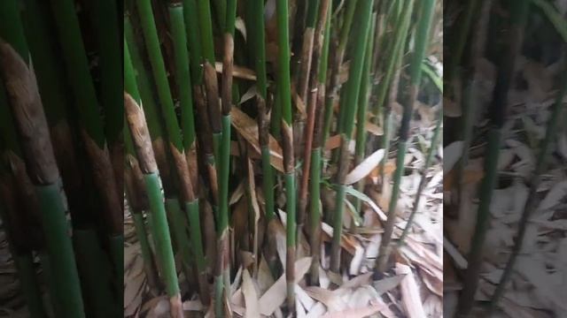 വന്യമൃഗങ്ങളുടെ ശല്യത്തിൽ നിന്നും ആശ്വാസം ??വയനാട്ടിലെ ഈറ്റക്കൃഷി?#wayanad #bamboo #shortvideo смотреть онлайн