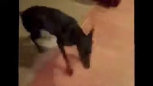 Собака собирается на дачу) Ржач