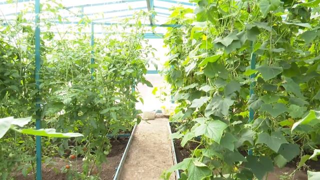 Коллектив Красногорской школы Мамадышского района 1 га земли выращивает овощи и цветы смотреть онлайн