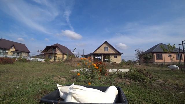 Гуси как будто целуются смотреть онлайн