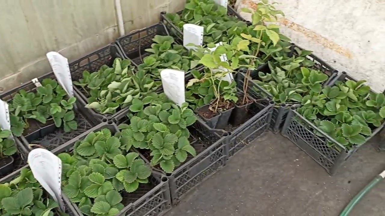 ВАЖНО!!! СРОЧНО!!! СМОТРЕТЬ ВСЕМ ПОКУПАТЕЛЯМ!!! сообщение о сроках отправки посылок смотреть онлайн