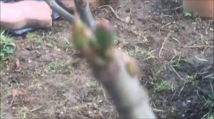 Инжир в открытом грунте. Как ускорить вегетацию при прохладной весне.