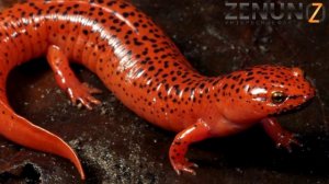 Удивительное и интересное о Земноводных