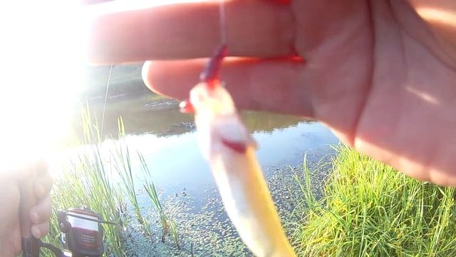 Микро-бомбарда. ловля карася.