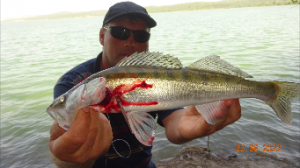 Судак с берега на донную снасть.2022.