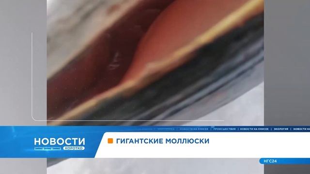 Гигантских моллюсков заметили красноярцы на берегу Енисея смотреть онлайн