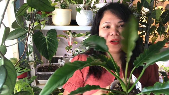 ALL OF THE PHILODENDRONS IN MY COLLECTION!!!💚🍀✅