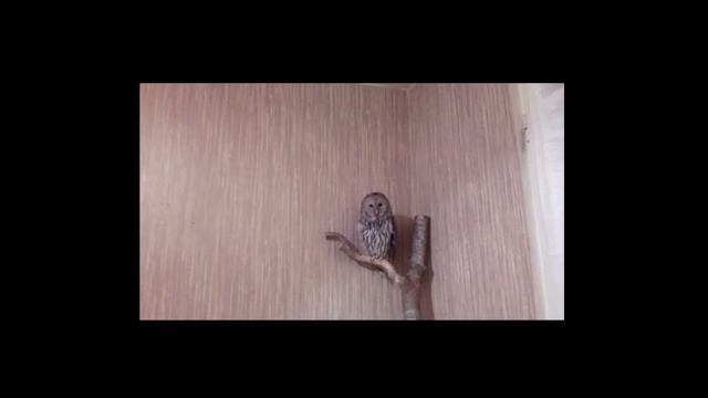 Неясыть. 22.03.2017 смотреть онлайн