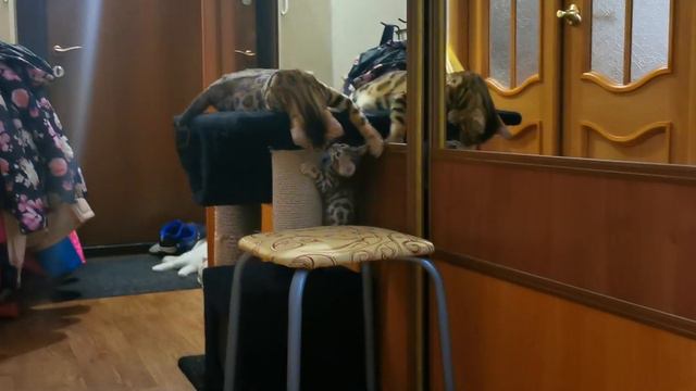 Бенгальские котята, это жесть, смотреть всем!!!