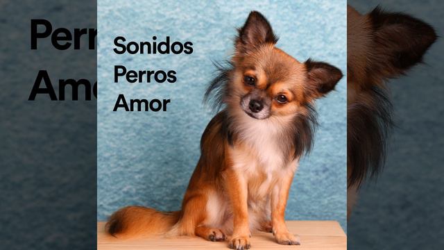 Sonido Para Perro Mueve la Cabeza смотреть онлайн