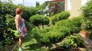 Стрижка можжевельника. Хвойные растения в саду