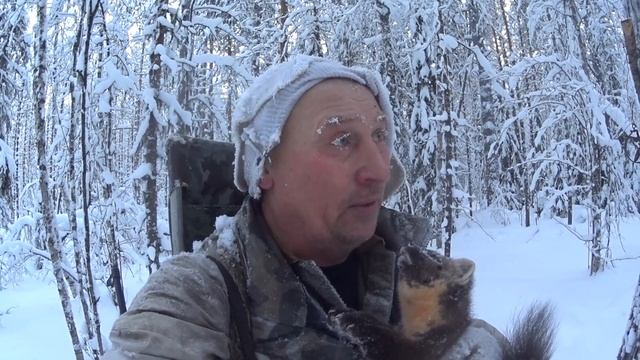 Охота на куницуочередная куница.