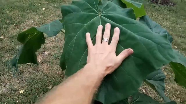 Шикарная, молодая Павловния в Киеве смотреть онлайн