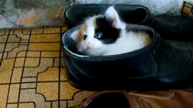 Меховая стелька смотреть онлайн