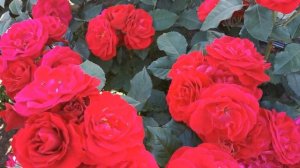 Роза Нина Вейбул   Nina Weibull