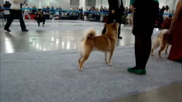 International Dog Show "Russia-2014", champions (males), judge Alex See (Taiwan) смотреть онлайн