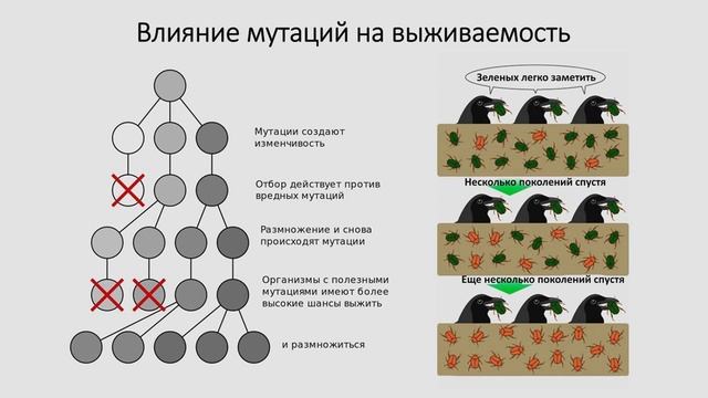 Мутагенез и мутации, мутационная изменчивость, виды мутаций смотреть онлайн