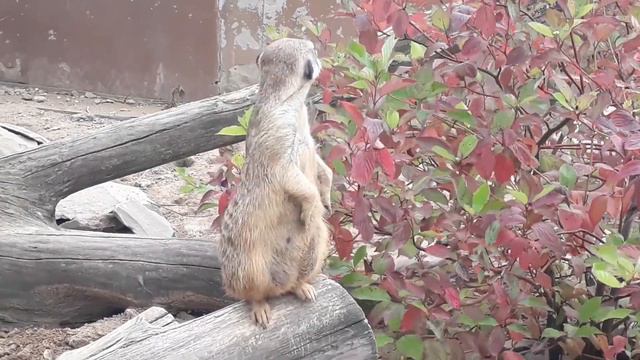 Денис и Тёма: Едем в зоопарк смотреть онлайн