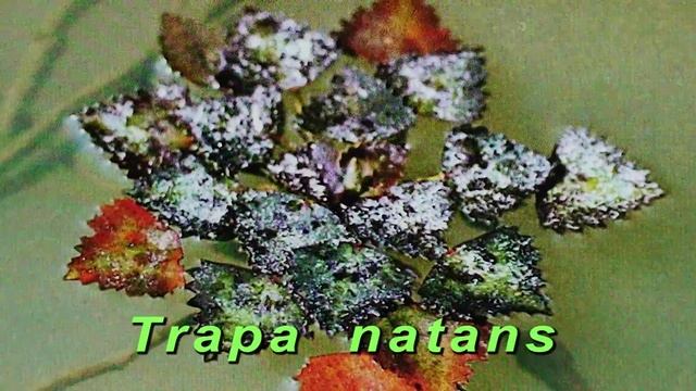 Floating aquarium plants/ Плавающие растения HD смотреть онлайн