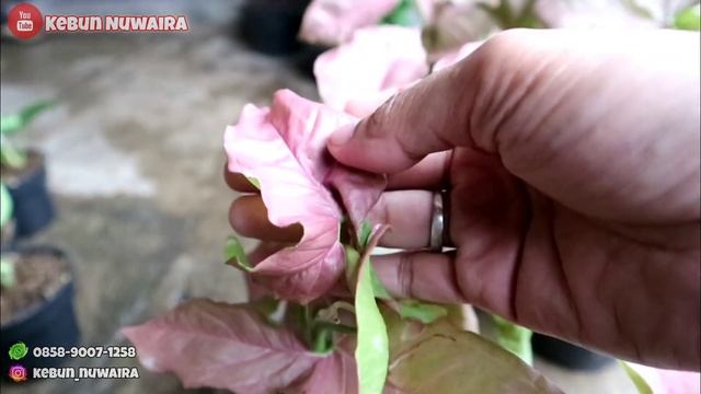 SYNGONIUM NEON ROBUSTA