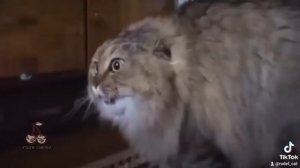 Кот мяукает мем.