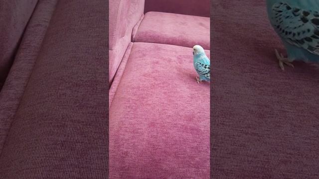 Мои домашние животные. смотреть онлайн