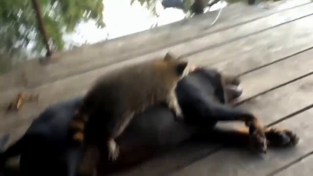 #ТОП 5 Лучшие видео с енотами 2. #Енот всех достает 2. смотреть онлайн