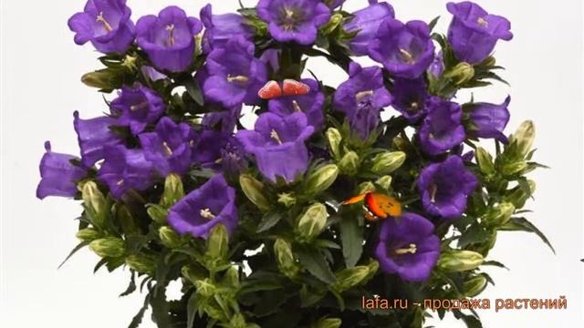 Колокольчик средний Блю (campanula blue) ? колокольчик Блю обзор: как сажать семена колокольчика Бл смотреть онлайн