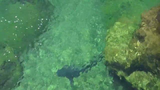 Shark - Акула смотреть онлайн