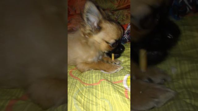 Чихуахуа!Семик кушает вкусняшку. смотреть онлайн