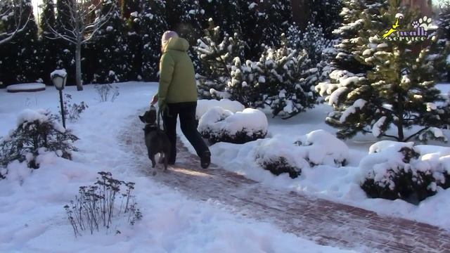 Дрессировка РЯДОМ, начальное обучение