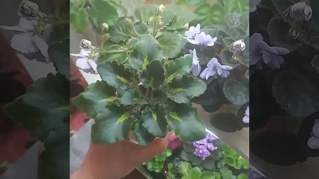 Как изменилась фиалка после перевода на фитильный полив.