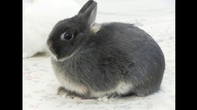 Декоративные кролики: ТОП-9 пород, подробный обзор смотреть онлайн