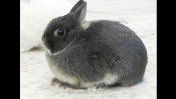 Декоративные кролики: ТОП-9 пород, подробный обзор