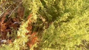 Заготовка стволов можжевельника. Где я беру материал на изготовление панно.