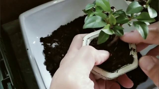 How to make teacup size bonsai смотреть онлайн