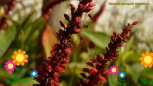 Персикария/горец свечевидный Дарк Рэд. Краткий обзор, описание persicaria amplexicaulis Dark Red