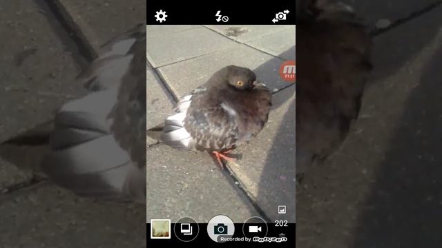 Крутой голубь 2? смотреть онлайн