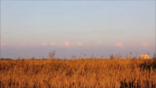 Torre Guacheto смотреть онлайн