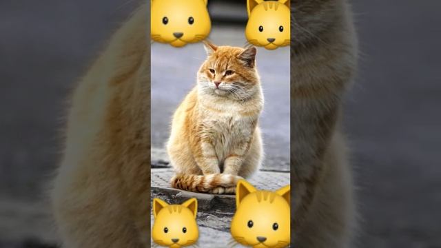 почему коты сидят на люках смотреть онлайн