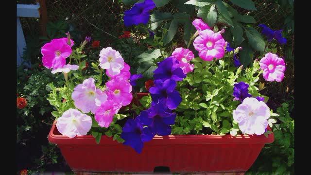 Любимая дача. смотреть онлайн