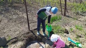 Правильная Посадка Ежевики весной.