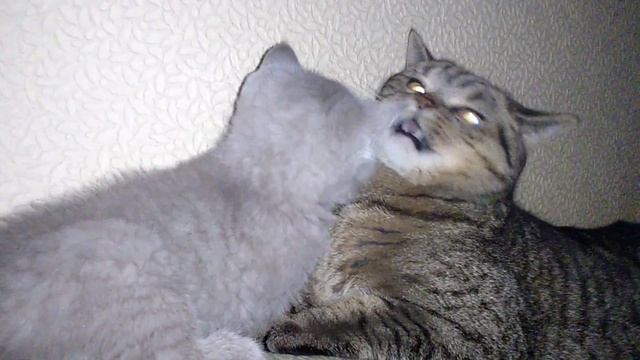 Самая милая кошка в мире - BRITISH crazy Cats - lol 2015 смотреть онлайн