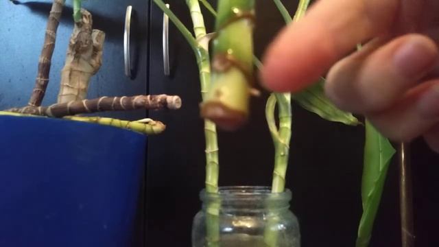 Юкка. Драцена. Эксперимент. Обрезка, новые ростки, формируем куст. Сажаем черенки в землю. смотреть онлайн