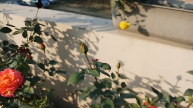 Rose queen Elizabeth смотреть онлайн